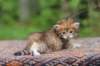 eliphai4weeks565_small.jpg