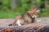 eliphai4weeks566_small.jpg