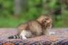 eliphai4weeks567_small.jpg