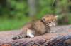 eliphai4weeks568_small.jpg