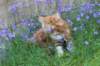 enoch115viikkoa27720_small.jpg