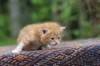 enoch4weeks5614_small.jpg