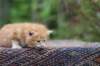 enoch4weeks5615_small.jpg