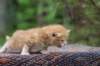 enoch4weeks5616_small.jpg