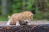 enoch4weeks5617_small.jpg