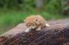 enoch4weeks5618_small.jpg