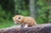 enoch4weeks5619_small.jpg