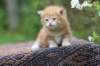 enoch4weeks561_small.jpg