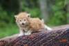 enoch4weeks5624_small.jpg