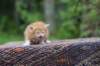 enoch4weeks5626_small.jpg