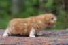 enoch4weeks5627_small.jpg