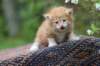 enoch4weeks562_small.jpg