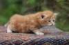 enoch4weeks5630_small.jpg