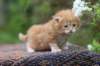enoch4weeks5632_small.jpg