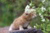 enoch4weeks5633_small.jpg