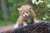 enoch4weeks563_small.jpg