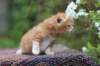 enoch4weeks5641_small.jpg