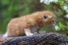 enoch4weeks5645_small.jpg
