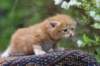 enoch4weeks5646_small.jpg