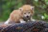enoch4weeks5647_small.jpg