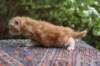 enoch4weeks564_small.jpg