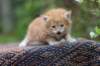 enoch4weeks5650_small.jpg