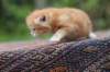 enoch4weeks5652_small.jpg