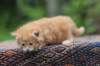enoch4weeks5654_small.jpg