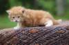 enoch4weeks5658_small.jpg