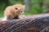 enoch4weeks5660_small.jpg