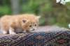 enoch4weeks5664_small.jpg
