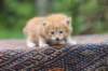 enoch4weeks5667_small.jpg