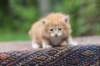 enoch4weeks5668_small.jpg