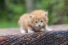 enoch4weeks5669_small.jpg