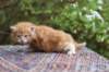 enoch4weeks566_small.jpg