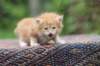 enoch4weeks5670_small.jpg