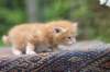 enoch4weeks5673_small.jpg