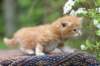 enoch4weeks5677_small.jpg