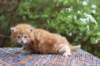 enoch4weeks567_small.jpg