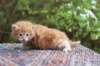enoch4weeks568_small.jpg
