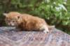 enoch4weeks569_small.jpg