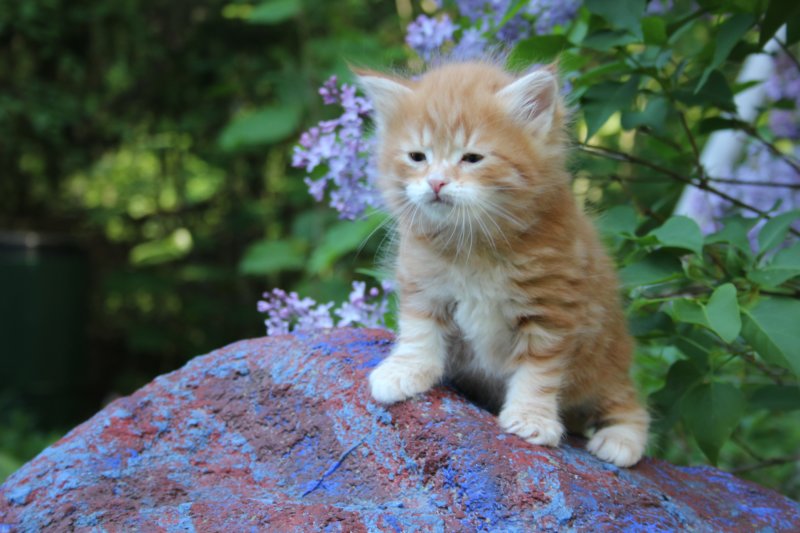 enochboy5weeks1361.jpg