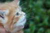 enochboy5weeks13611_small.jpg