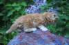 enochboy5weeks13612_small.jpg