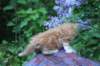 enochboy5weeks13613_small.jpg