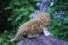 enochboy5weeks13614_small.jpg