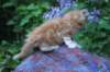 enochboy5weeks13615_small.jpg