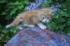 enochboy5weeks13618_small.jpg