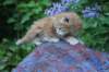 enochboy5weeks13619_small.jpg