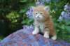 enochboy5weeks1361_small.jpg